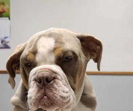 Veterinary Medical Center