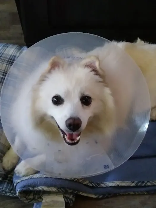 Palmyra Animal Hospital Picture 6