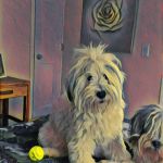 Palmyra Animal Hospital