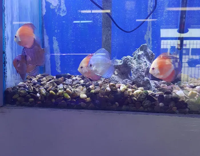 Fishland Picture 3
