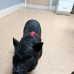 Finger Lakes Animal Hospital