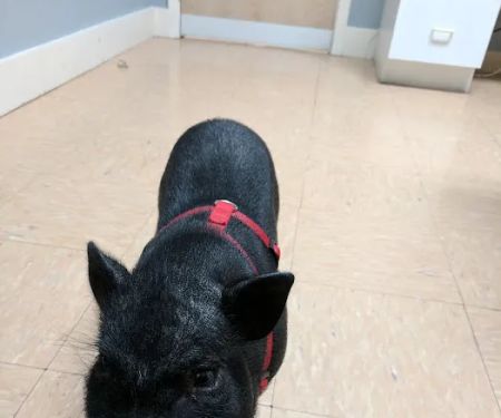 Finger Lakes Animal Hospital