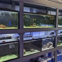 Fish & Reef ico