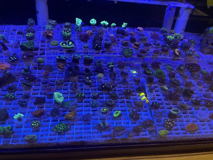 Fish & Reef Picture 6