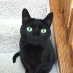 Farmington Veterinary Hospital