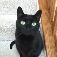 Farmington Veterinary Hospital ico