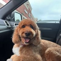 Pet Wants Sienna ico