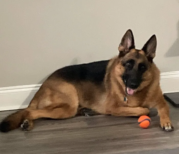 Pet Wants Sienna Picture 3