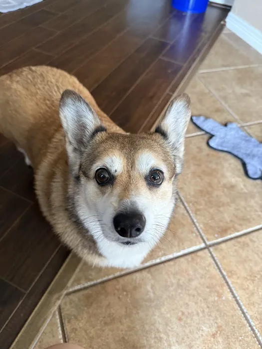 Pet Wants Sienna Picture 5