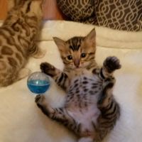 Sodus Veterinary Hospital ico