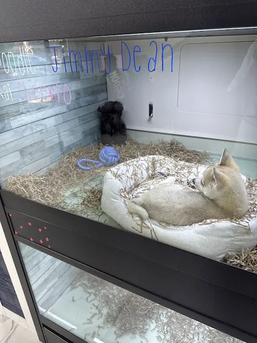 Puppy Dreams - Missouri City Picture 9