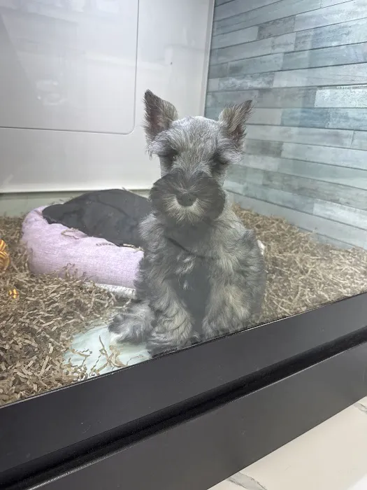 Puppy Dreams - Missouri City Picture 6