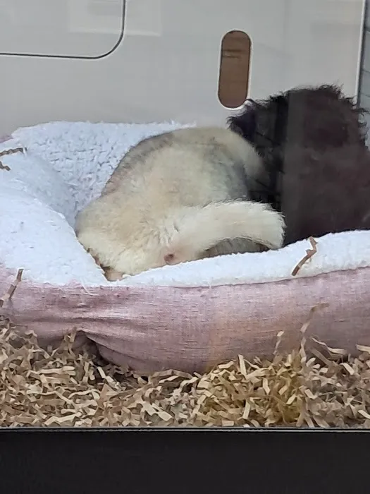 Puppy Dreams - Missouri City Picture 1