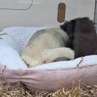 Puppy Dreams - Missouri City ico