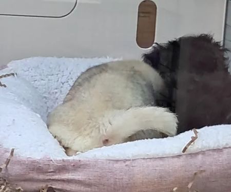 Puppy Dreams - Missouri City