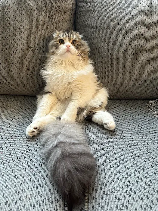 Kate Loves Cats Picture 4