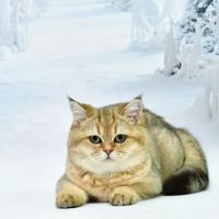 Kate Loves Cats ico