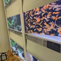 Petco ico