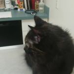Williamson Animal Hospital
