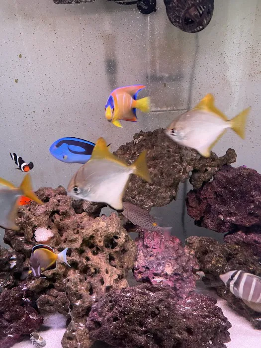 Ocean To You Aquariums Picture 10