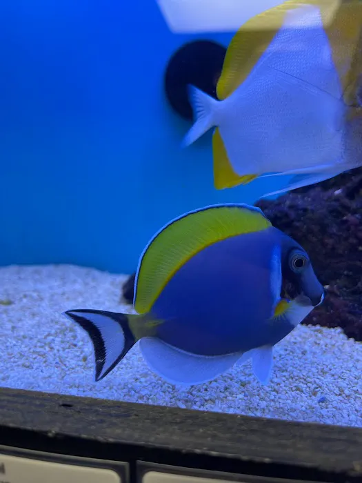 Ocean To You Aquariums Picture 7