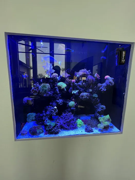 Ocean To You Aquariums Picture 5
