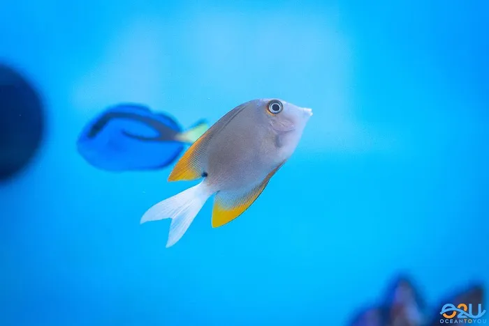 Ocean To You Aquariums Picture 6