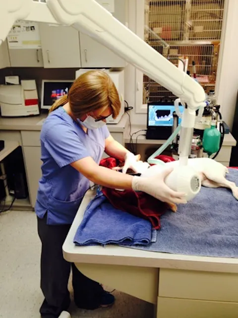 Macedon Veterinary Care Picture 9