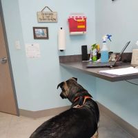 Fulton Animal Hospital ico