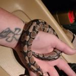 Bay Area Exotic Pets