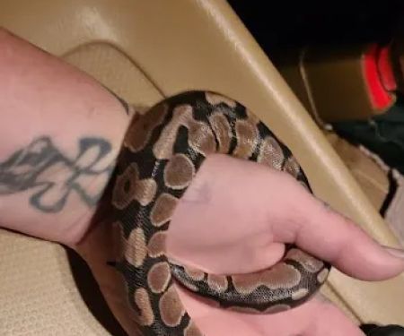 Bay Area Exotic Pets