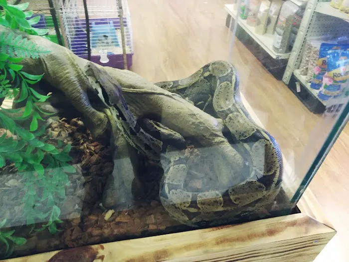 Bay Area Exotic Pets Picture 5