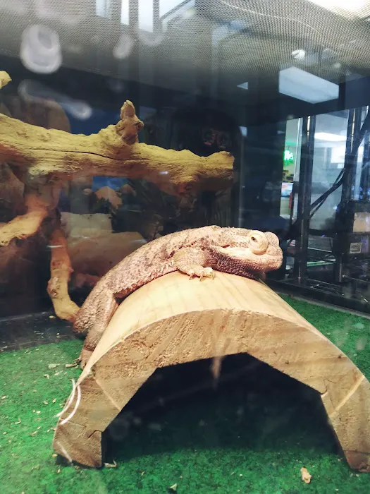 Bay Area Exotic Pets Picture 8