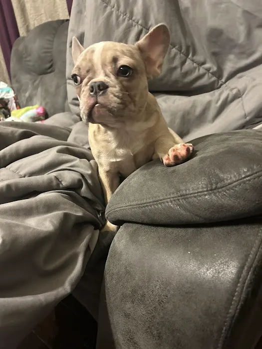 Stiff Frenchies Picture 4