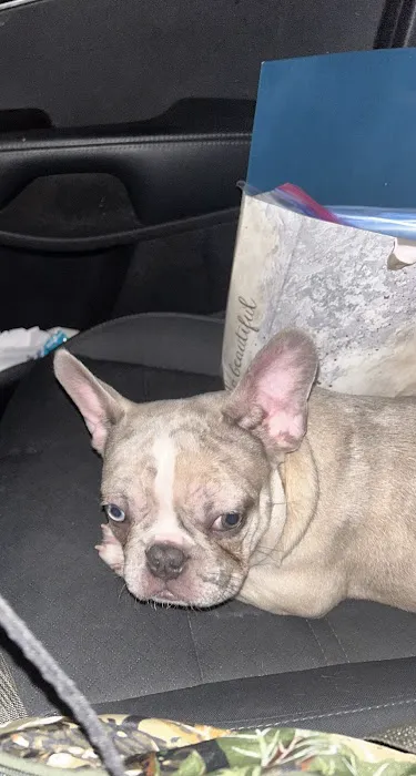 Stiff Frenchies Picture 1