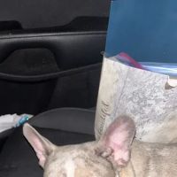 Stiff Frenchies ico