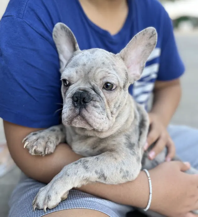 Stiff Frenchies Picture 6