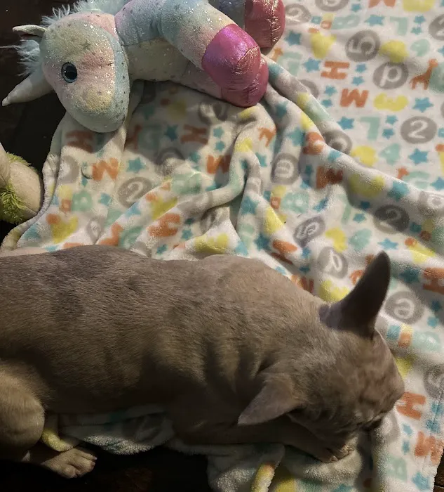 Stiff Frenchies Picture 5