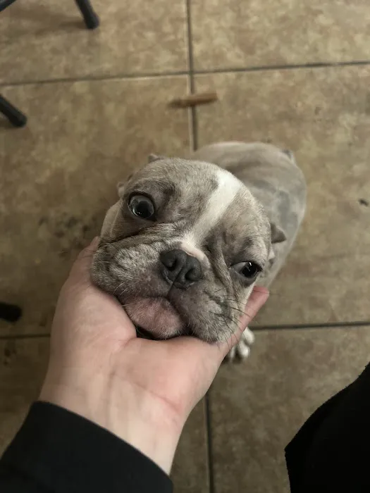 Stiff Frenchies Picture 3