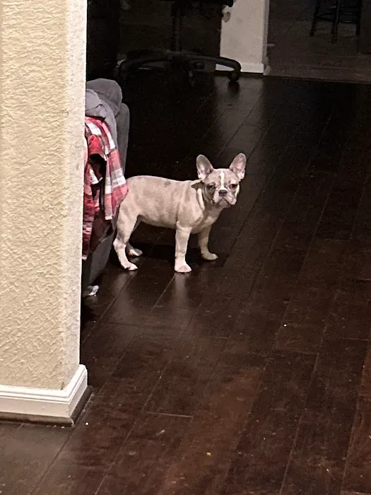 Stiff Frenchies Picture 2
