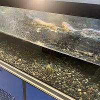 Petco ico