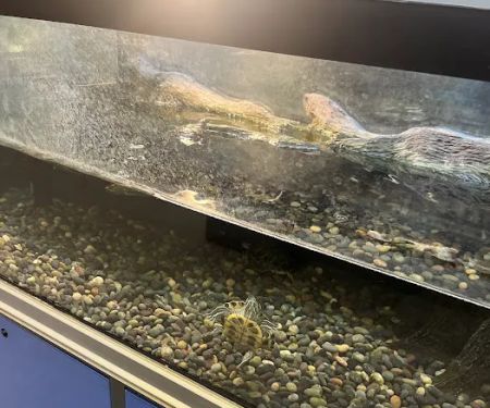 Petco