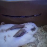 Our Little Barn ico