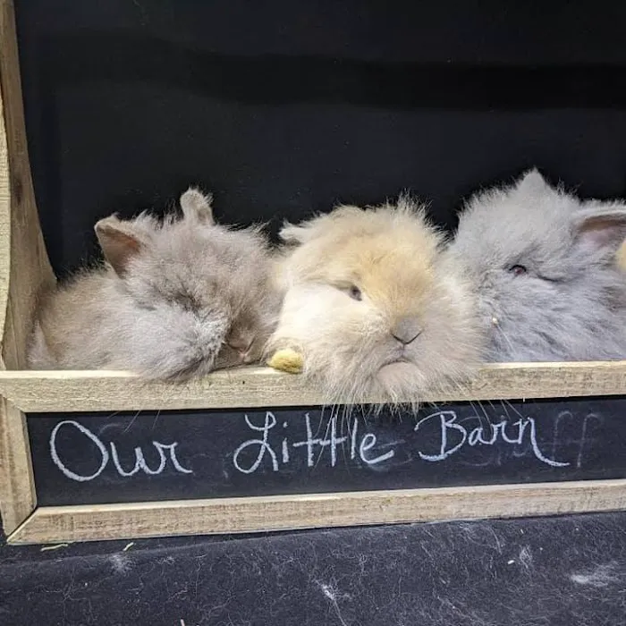 Our Little Barn Picture 2