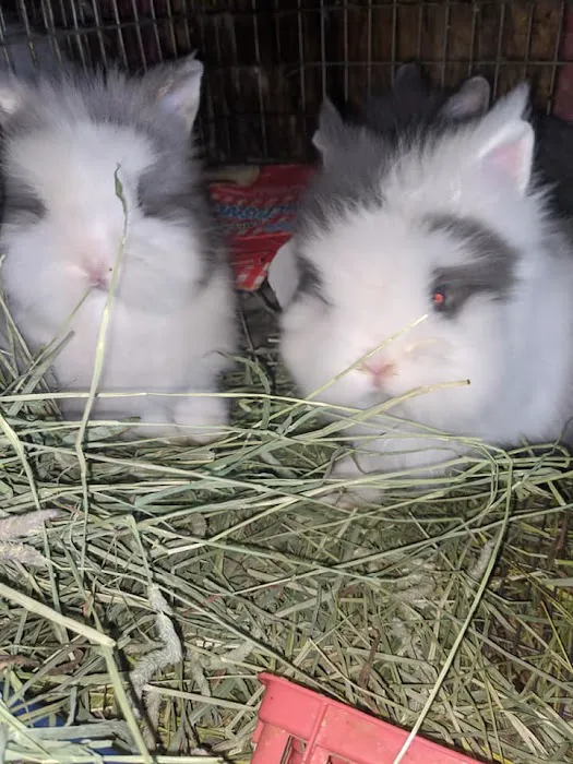 Our Little Barn Picture 5