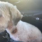 Northway Animal Emergency Clinic