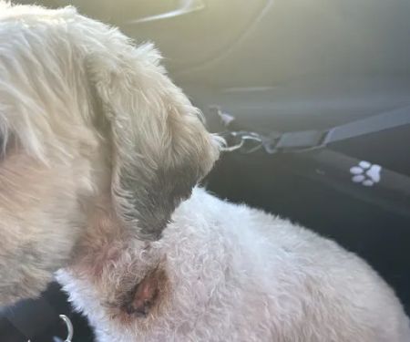 Northway Animal Emergency Clinic