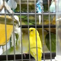 Pet Supplies Plus Sugar Land ico