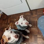 Glens Falls Animal Hospital
