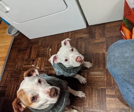 Glens Falls Animal Hospital
